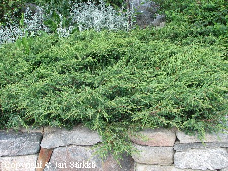 Juniperus communis 'Repanda'